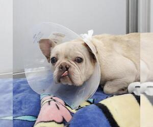 French Bulldog-Unknown Mix Dogs for adoption in San Antonio, TX, USA