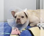 Small French Bulldog Mix