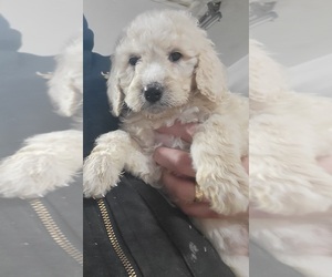 Goldendoodle Puppy for sale in EAST FALMOUTH, MA, USA