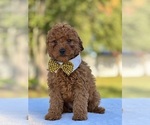 Small Goldendoodle (Miniature)