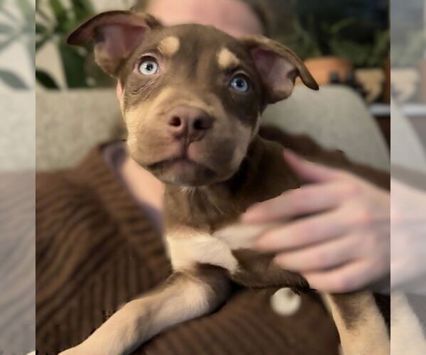 Medium Photo #8 Siberian Husky-Unknown Mix Puppy For Sale in Fargo, ND, USA