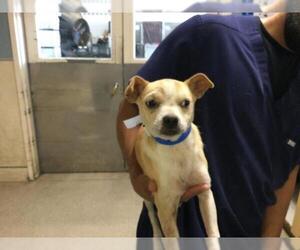 Chihuahua Dogs for adoption in Riverside, CA, USA