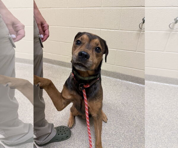 Medium Photo #1 Rottweiler-Unknown Mix Puppy For Sale in Virginia Beach, VA, USA