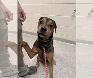 Rottweiler-Unknown Mix Dogs for adoption in Virginia Beach, VA, USA