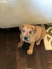 Great Dane Puppy for sale in BAXTER, TN, USA