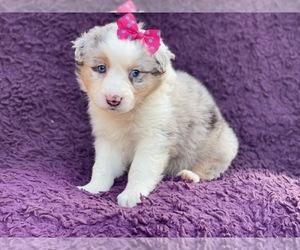 Australian Shepherd Puppy for sale in LAKELAND, FL, USA