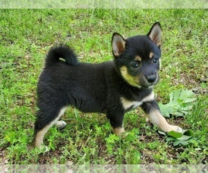 Shiba Inu Puppy for sale in CLARK, MO, USA