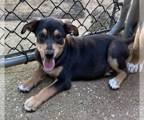 Medium Photo #3 Labrador Retriever-Unknown Mix Puppy For Sale in Rockaway, NJ, USA