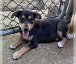 Small #2 Labrador Retriever Mix