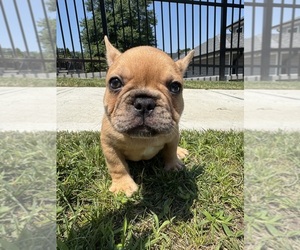 Medium French Bulldog