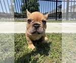 Puppy Simba French Bulldog