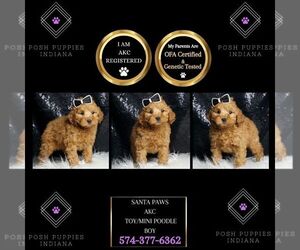 Poodle (Miniature) Puppy for sale in WARSAW, IN, USA