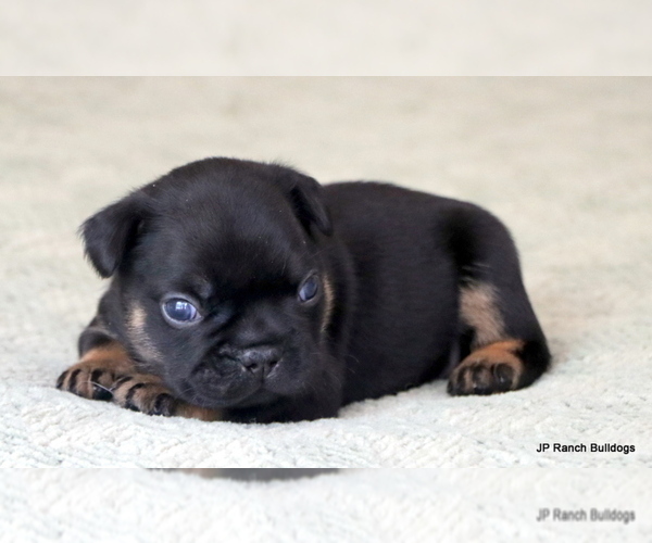 Medium Photo #11 French Bulldog Puppy For Sale in WINNSBORO, TX, USA