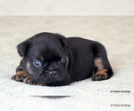 Small Photo #11 French Bulldog Puppy For Sale in WINNSBORO, TX, USA