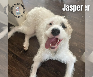 Jasper - Male Bernese Mountain Dog-Unknown Mix Dog for Adoption - Photo #8