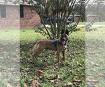 Small Photo #1 Belgian Malinois Puppy For Sale in NEWBERRY, SC, USA