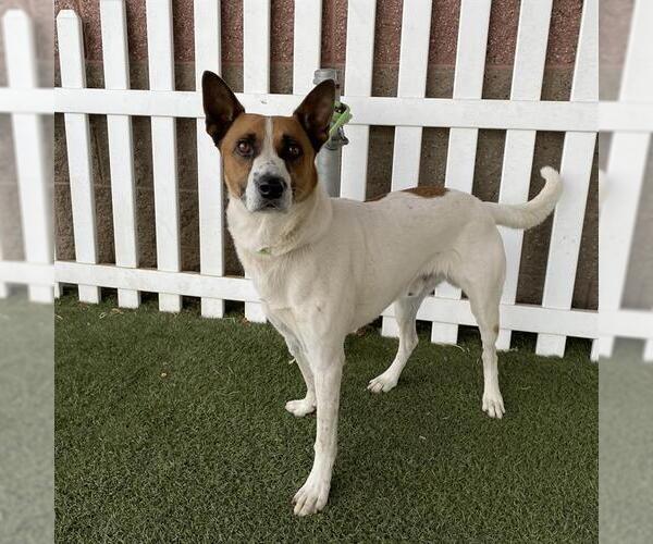Medium Photo #1 Texas Heeler-Unknown Mix Puppy For Sale in Modesto, CA, USA