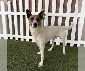 Texas Heeler-Unknown Mix Dogs for adoption in Modesto, CA, USA