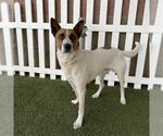 A615513 - Male Texas Heeler-Unknown Mix Dog for Adoption - Small photo