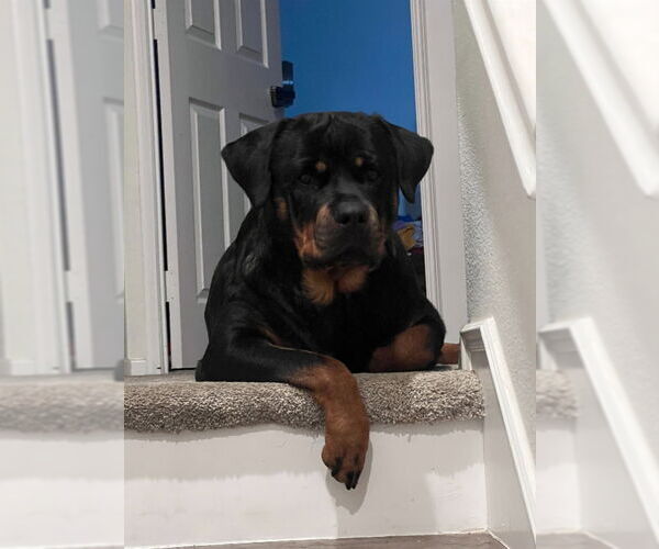Medium Photo #6 Rottweiler Puppy For Sale in San Diego, CA, USA
