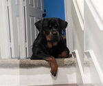 Small #5 Rottweiler
