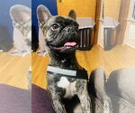 Small #1 French Bulldog