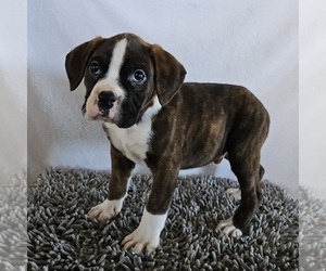 Boxer Puppy for sale in EDINA, MO, USA