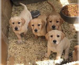 Golden Labrador Puppy for sale in TWIN FALLS, ID, USA