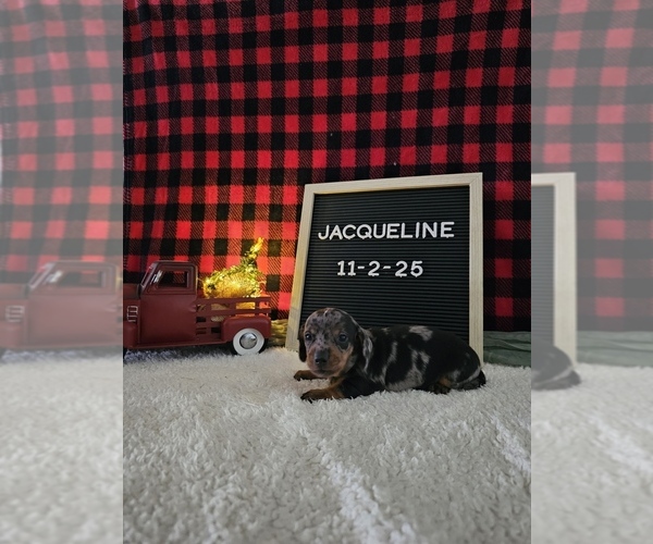 Medium Photo #9 Dachshund Puppy For Sale in NAPPANEE, IN, USA