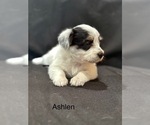 Small #5 Pembroke Welsh Corgi-Poodle (Miniature) Mix
