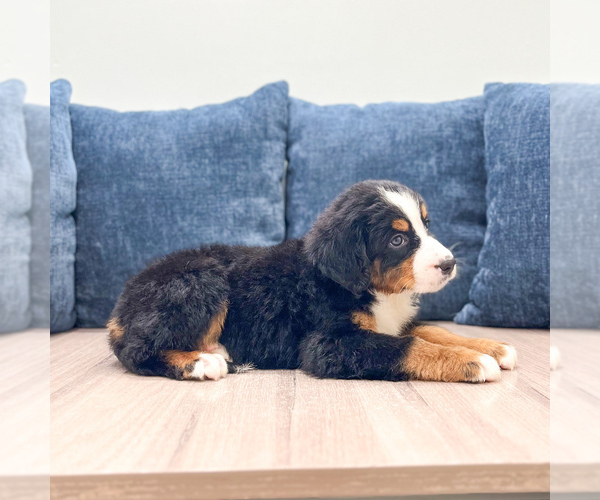 Medium Photo #3 Bernese Mountain Dog Puppy For Sale in DUNDEE, OH, USA