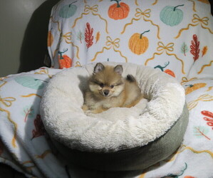Pomeranian Puppy for Sale in COOKEVILLE, Tennessee USA