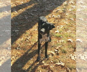 Buford - Male Mutt Dog for Adoption - Photo #3