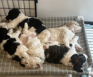 Poodle (Standard) Puppy for sale in WOODSTOCK, MD, USA