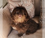 Small #1 Shih Tzu