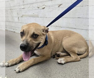 Mutt Dogs for adoption in San Bernardino, CA, USA