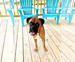 Small #1 Boxer