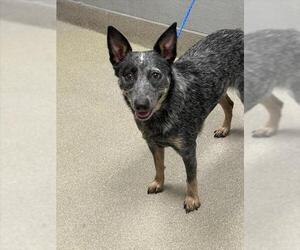 Mutt Dogs for adoption in Las Vegas, NV, USA