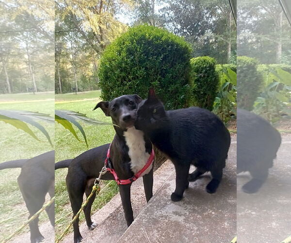 Medium Photo #2 Feist Terrier-Labrador Retriever Mix Puppy For Sale in Monticello, MS, USA