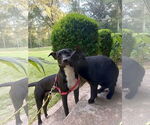 Small #1 Feist Terrier-Labrador Retriever Mix