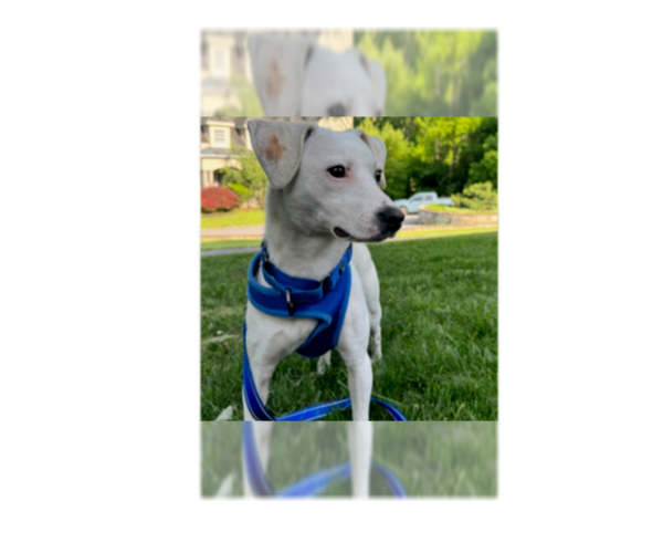 Medium Photo #4 Jack Russell Terrier-Unknown Mix Puppy For Sale in Greenbelt, MD, USA