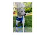 Small Photo #4 Jack Russell Terrier-Unknown Mix Puppy For Sale in Greenbelt, MD, USA