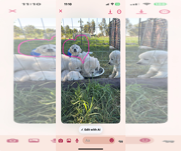 Medium Photo #4 Golden Retriever Puppy For Sale in WILTON, CA, USA