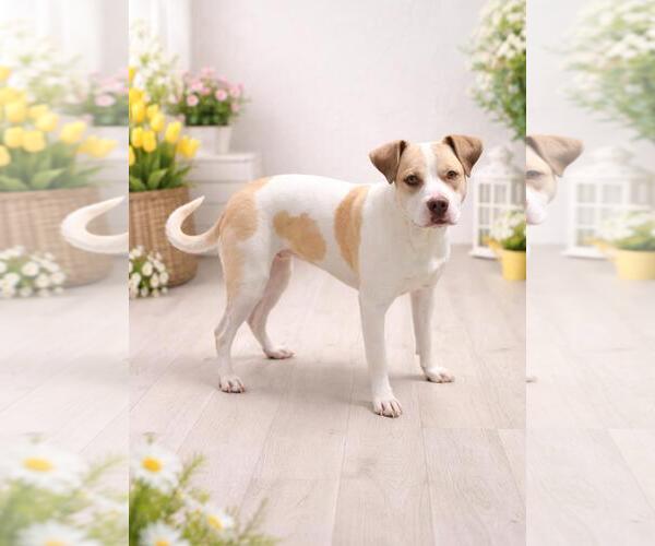 Medium Photo #9 Mutt Puppy For Sale in Rockwall, TX, USA