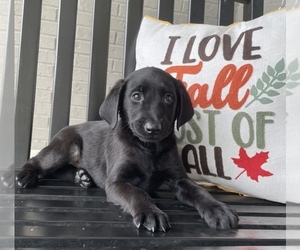 Labrador Retriever Puppy for sale in FRANKLIN, IN, USA