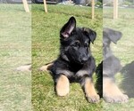 Small Photo #4 German Shepherd Dog Puppy For Sale in BLANCHARDVILLE, WI, USA