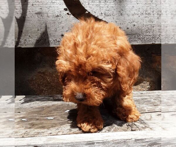 Medium Photo #2 YorkiePoo Puppy For Sale in RISING SUN, MD, USA