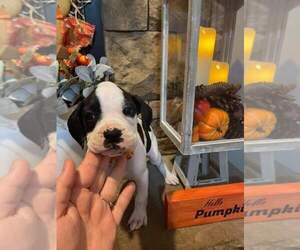 Boxer Puppy for sale in WILLIAMSBURG, KY, USA
