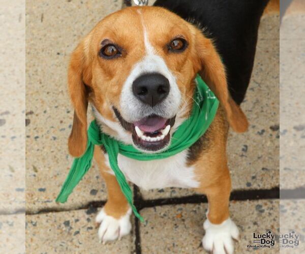 Medium Photo #2 Beagle-Unknown Mix Puppy For Sale in Washington, DC, USA