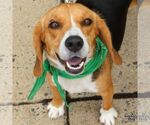 Small Photo #2 Beagle-Unknown Mix Puppy For Sale in Washington, DC, USA